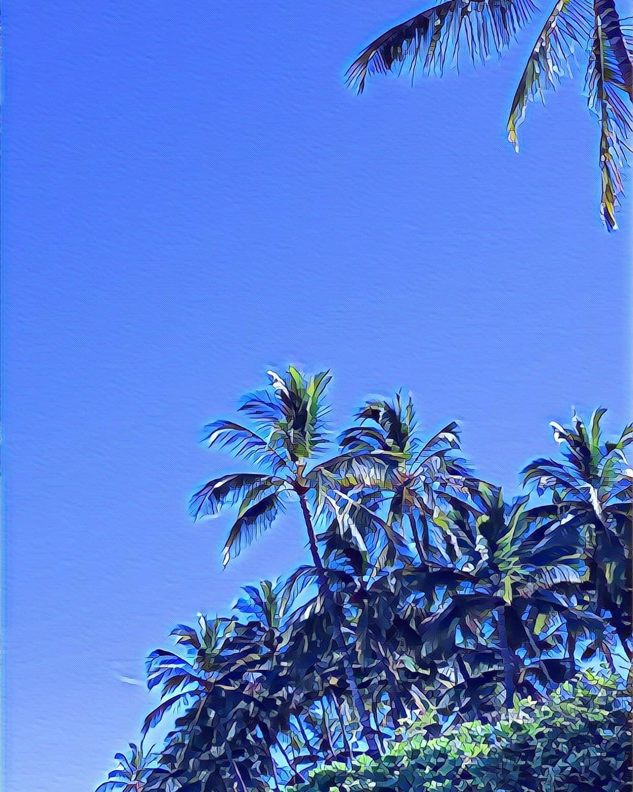 Palm trees on a sunny Blue Sky day 🌴💙
🌴
🌺
🌅
⛳
Jill McGowan ~ Maui Realtor
808.658.0575
Jill@LuxuryHomesMaui.com
🌈
🌊
😎
#Uluabeach #Wailea #Kihei #Hawaii #Makena #Maalaea #Maluaka #mauimeadows #Lahaina #Kapalua #oceanfrontproperty #mauilifestyle #luxuryhomes #luxurycondos #movingtomaui #beachfrontproperty #mauirealestate #mauirealtor #luxuryhomesMaui #mauicondos #mauihomes